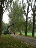 25.09.2006:
Vom Ende der Allee aus werden
jetzt die Pappeln zum Ort hin
eine nach der andern gefällt.
Hier geht gerade wieder eine
zu Boden.