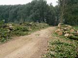 26.09.2006:
Über die Hälfte der Allee ist bereits weg.