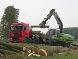 26.09.2006:
Drei große Sattelschlepper
holen noch am gleichen Tag
einen großen Teil der Pappeln ab.