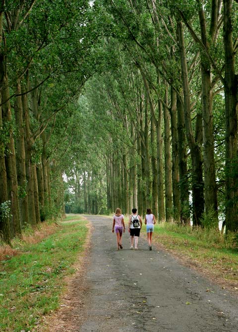 Die Pappelalle
im Sommer 2006