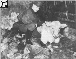 Auf Sandsäcken statt auf Stroh
liegen die Kälber